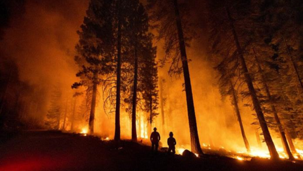 Los incendios de Australia hicieron proliferar algas en océano Antártico
