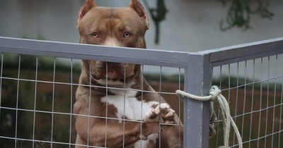 La Nación / Matan a un pitbull a puñaladas y con un mazo por atacar a otro perro