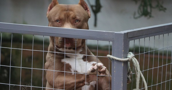 La Nación / Matan a un pitbull a puñaladas y con un mazo por atacar a otro perro