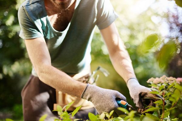 ¡Te impactarás! Jardinero se lleva macabra sorpresa en el patio de una casa