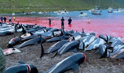 Indigna matanza de 1.400 delfines en las islas Feroe, archipiélago autónomo de Dinamarca