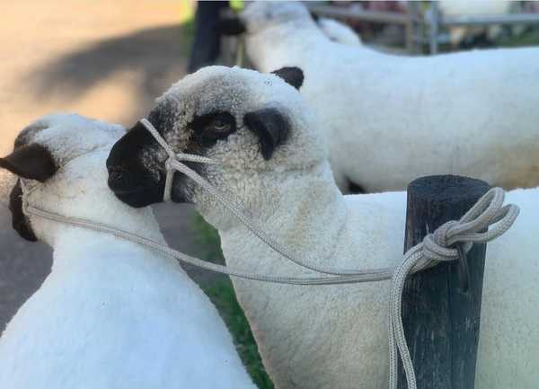 ¡Comenzó la Expo! Día de ingreso de animales y primeras admisiones