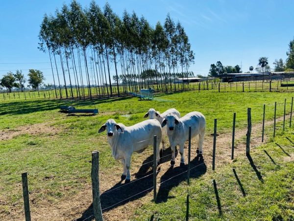 Las Talas vende mañana viernes 1.000 desmamantes y 150 toros en “Remate Primavera 2021”