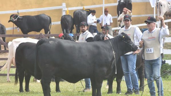 Superada la incertidumbre, la Expo Nacional de Ganadería arranca hoy