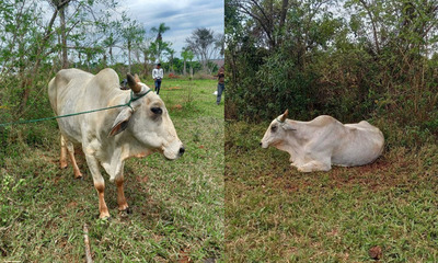 Recuperan animal vacuno hurtado en San Joaquín - OviedoPress