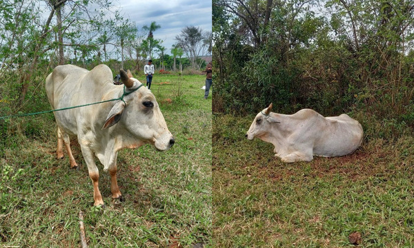 Recuperan animal vacuno hurtado en San Joaquín - OviedoPress