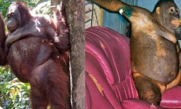 Pony, la orangután abusada por cientos de hombres en un burdel de Indonesia - OviedoPress