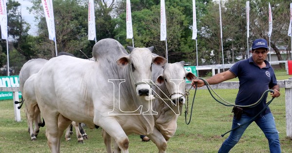 La Nación / La Expo Ganadera se pone en marcha