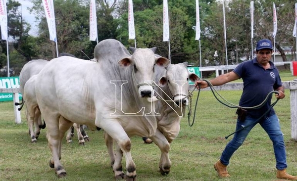 Diario HOY | Muchas expectativa para la gran fiesta ganadera