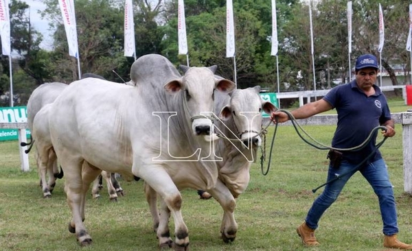 Diario HOY | Hay mucha expectativa para la gran fiesta ganadera