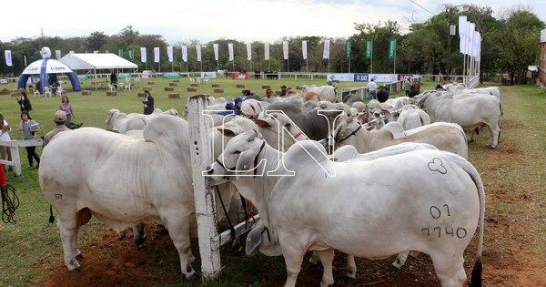 La Nación / Con auspiciosas previsiones inició la Expo Ganadera tras la admisión de animales