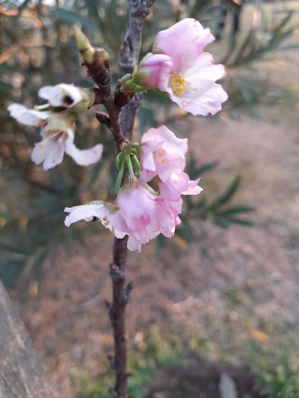 Cerezos japoneses anunciaron la primavera en la Costanera de Asunción - Nacionales - ABC Color