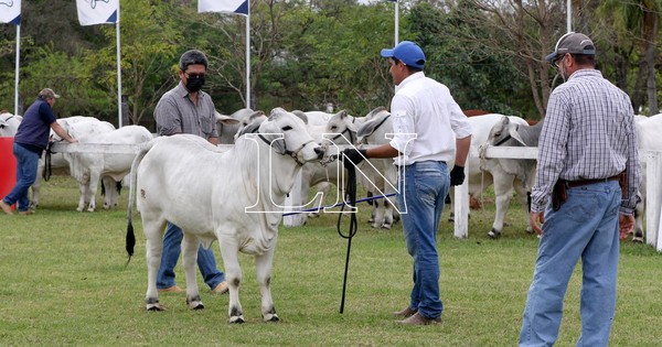 La Nación / Paraguay es un país adelantado en materia de reproducción ganadera, aseguran
