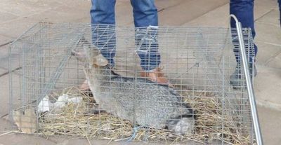 El Mades rescató a un aguara’i en Luque  - Nacionales - ABC Color