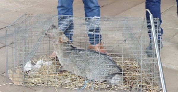 El Mades rescató a un aguara’i en Luque  - Nacionales - ABC Color