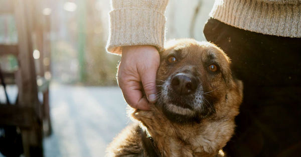La razón por la que los perros siguen a las personas a todos lados - SNT