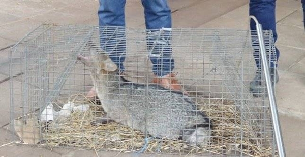 Diario HOY | Rescatan a un aguara'i en Luque y lo llevan hasta un refugio