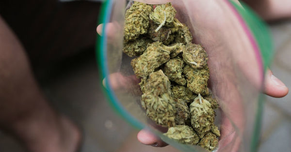 Uruguay aumentará la potencia de la marihuana que se vende en farmacias debido a bajas ventas - SNT
