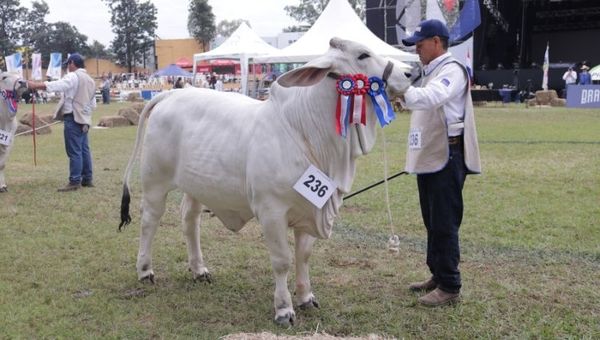Brahman, la raza con mayor participación de ejemplares en la Expo Ganadera, proyecta G. 1.500 millones en ventas
