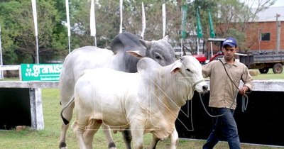 La Nación / Paraguay es un país adelantado en materia de reproducción ganadera