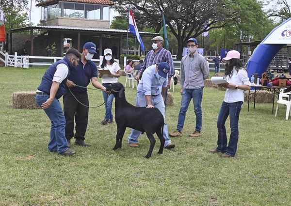 Apuntan a negocios por G. 12.000 millones en la Expo, que este año es sólo de ganadería - Nacionales - ABC Color