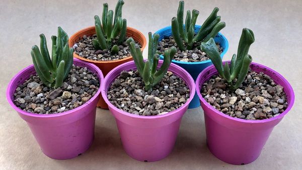 Atractivas plantas para ornamentar casas y oficinas