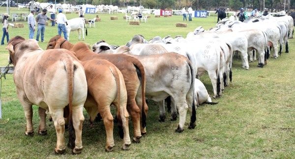 Arrancó con todo la Expo Ganadera y hay una expectativa de negocios de G. 12.000 millones