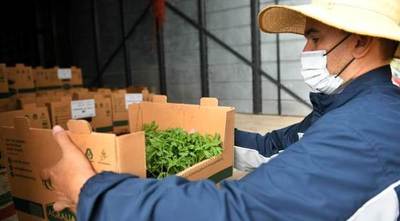 Entregan plantines de reposición a beneficiarios del proyecto