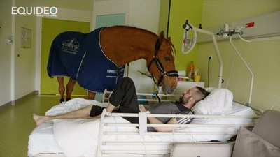 Caballo médico - El Independiente