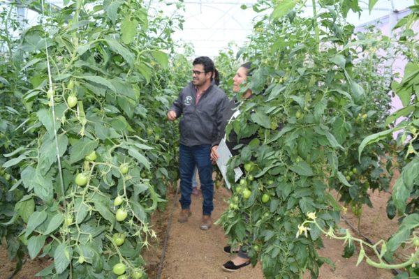 Horticultores de Ayolas reciben capacitación en manejo de cultivos en invernadero - El Trueno