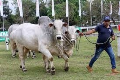 Diario HOY | En marcha la 75° Edición de la Expo Ganadera que se desarrollará del 16 al 26 de Septiembre en MRA