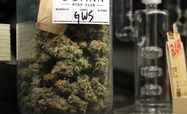 Diario HOY | Uruguay aumentará la cantidad de THC en la marihuana por ventas bajas