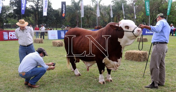 La Nación / Prosigue sin complicaciones el ingreso y admisión de animales en la Expo