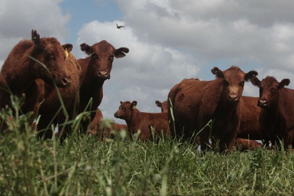 A excepción de Brasil, el precio del novillo en los países del Mercosur se mantiene firme