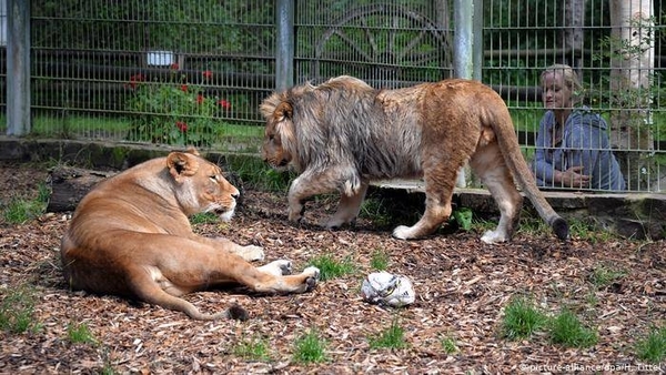 Diario HOY | Seis leones y tres tigres del zoo de Wahington contrajeron covid