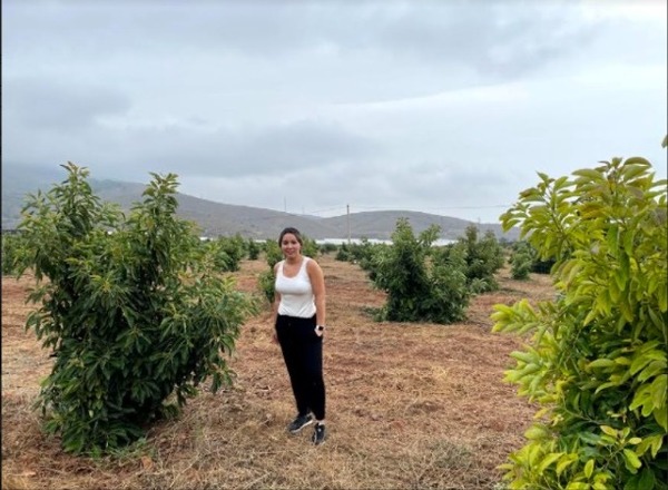 El aguacate: La fruta del momento - El Independiente
