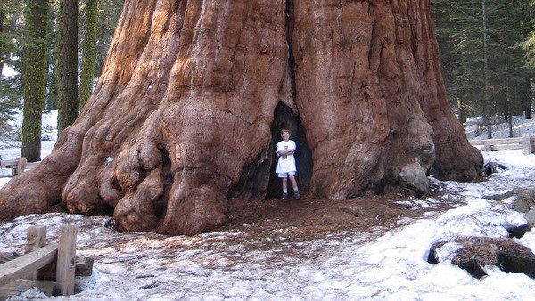Protegen de incendio al árbol más grande del mundo con una manta resistente al fuego en California | Ñanduti