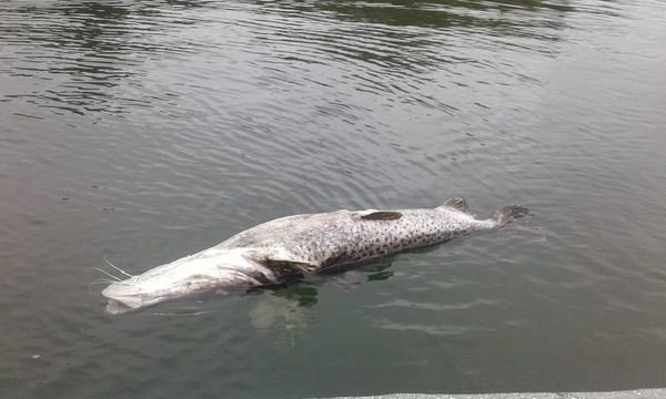 Preocupa mortalidad de peces en Ayolas - Nacionales - ABC Color