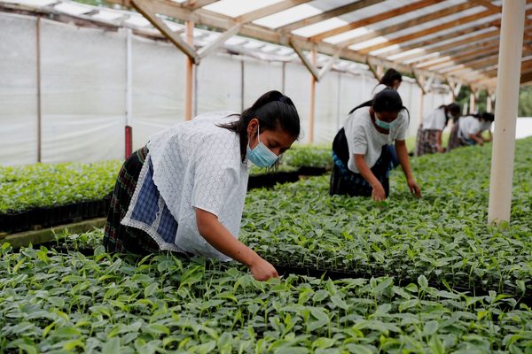 Campesinos de Guatemala atacan al cambio climático con agricultura resiliente - MarketData
