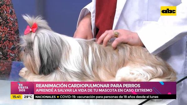 Reanimación cardiopulmonar para perros - Ensiestados - ABC Color