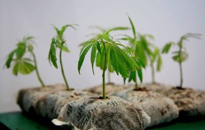 Colombia estudia aprobar productos veterinarios a base de cannabis - Mundo - ABC Color