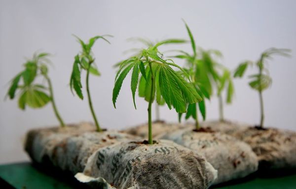 Colombia estudia aprobar productos veterinarios a base de cannabis - Mundo - ABC Color