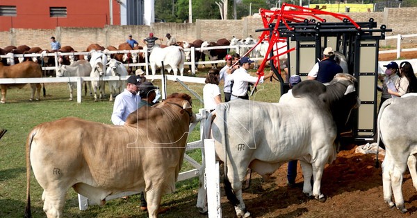 La Nación / Prosiguieron sin complicaciones ingreso y admisión de los animales en la Expo