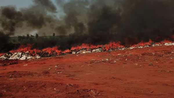 Incineran 36.000 kilogramos de marihuana en Concepción