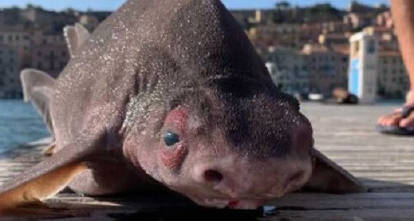 Animal con cuerpo de tiburón y cabeza de cerdo fue hallado en Italia - Noticiero Paraguay