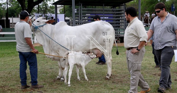 La Nación / Productores lecheros celebran la realización de la expo ganadera