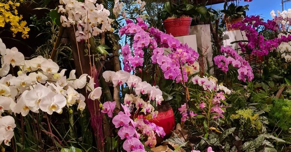 La Nación / Orquídeas Yacht: invitan a los últimos días de la feria de productores de Caacupé