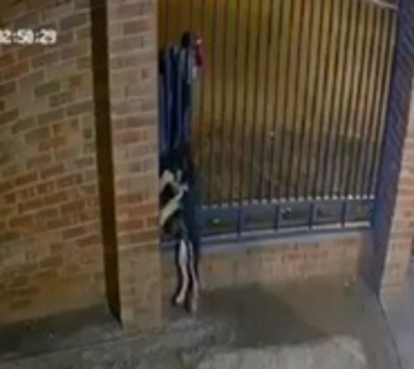 Delincuentes roban hasta un cachorro en San Lorenzo - Paraguay.com