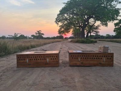 Por primera vez, largan palomas mensajeras desde Filadelfia - Nacionales - ABC Color
