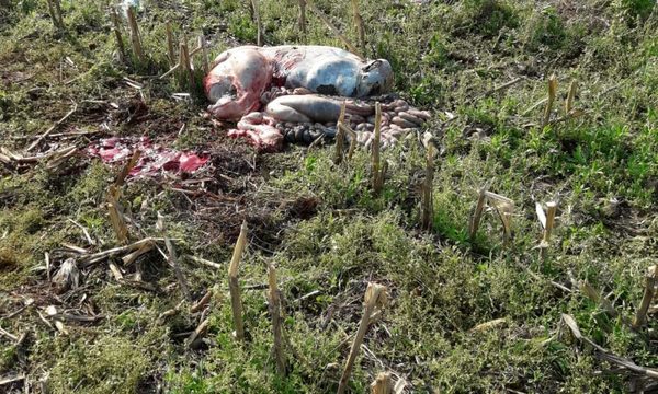 Abigeos faenan cuatro vacunos en un establecimiento de Minga Porã – Diario TNPRESS